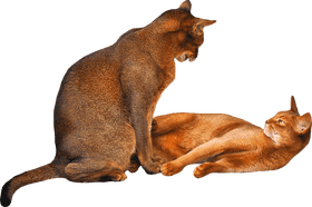 Curious Cats Engaging in Playful Interaction PNG