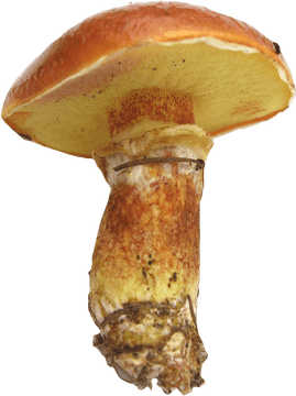 Fresh Ingredients for Hearty Mushroom Soup PNG