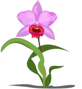 Delicate Beauty of the Orchid Blossom PNG