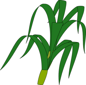 Lush Green Grass Swaying in the Breeze PNG