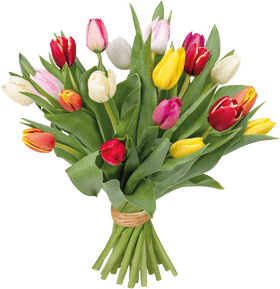 Vibrant Tulip Flower Bouquet Delight PNG