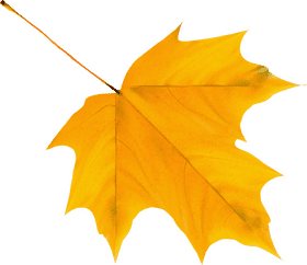 Golden Autumn Leaf Elegance PNG
