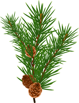Graceful Pine Cone Cluster on Evergreen Branch PNG