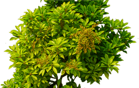 Green Card Path to New Beginnings PNG