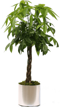 Elegant Indoor Plant with Twisted Trunk PNG