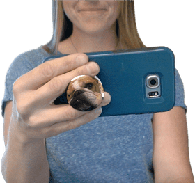 Email Essentials Connect with Your Canine Companion PNG