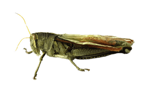 Green Insect with Long Antennae and Wings PNG