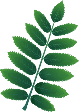 Spring's Lush Green Fern Frond PNG