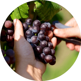 Nature Trail Harvesting Nature's Bounty PNG