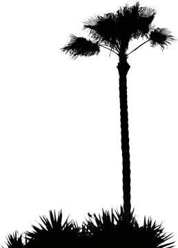 Silhouetted Elegance of a Palm Tree PNG