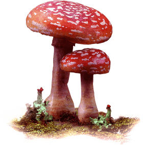 Mushrooms of the Deep Forest Realm PNG