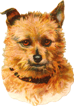 Charming Dog Portrait with Enigmatic Eyes PNG