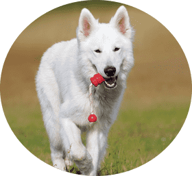 Playful Dog with a Favorite Toy PNG