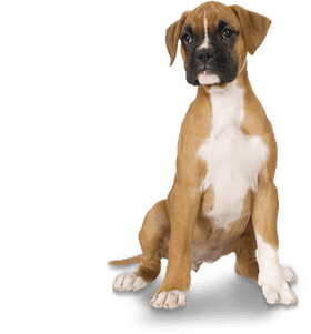 Boxer Dog Weight Range 9-22 kg PNG