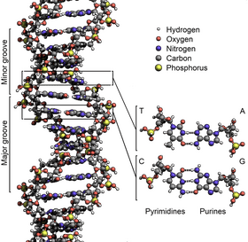 DNA Structure and Molecular Composition Visualization PNG
