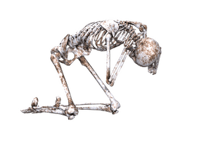 Knee Pads for Enhanced Joint Protection PNG