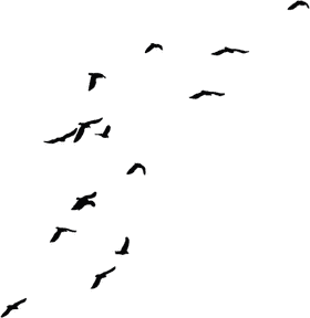Whimsical Flock of Flying Birds PNG