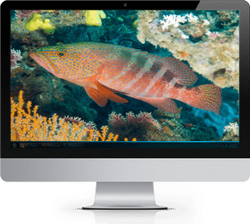 Beneath the Waves Coral Reef Wonders PNG