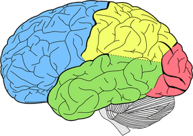 Coral Reef The Colorful Brain of Nature PNG