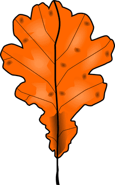 Autumn's Vibrant Orange Leaf PNG