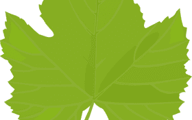 Vibrant Green Leaf of Nature's Beauty PNG