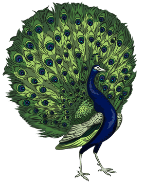 Majestic Peacock Displaying Its Vibrant Feathers PNG