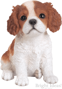 Adorable Pet Stuff for Dog Lovers PNG