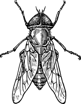 Detailed Illustration of an Insect Wing PNG