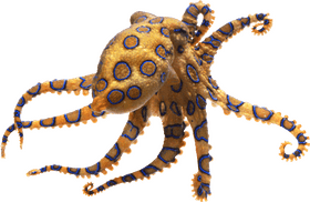 Dancing Patterns of Octopus Tentacles PNG