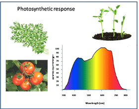 Photosynthesis and Growth in the Vegetable Garden PNG