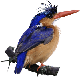 Majestic Blue and Orange Bird Perched in Nature PNG