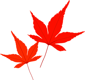 Radiant Red Autumn Leaf Duo PNG