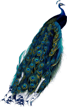 Majestic Peacock with Vibrant Feather Display PNG