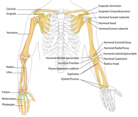 Bone Structure of the Human Arm and Shoulder PNG