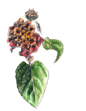 Whimsical Colorful Flower Cluster PNG