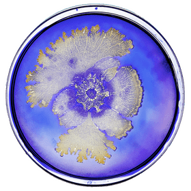 Artistic Patterns of Vibrant Bacteria Growth PNG