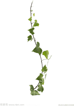 Graceful Cascades of Ivy Leaf Vines PNG