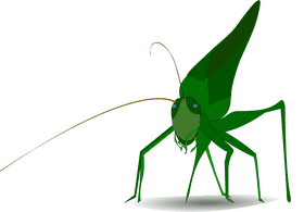 Green Insect of the Meadow PNG