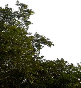 Whispers of the Leafy Canopy PNG