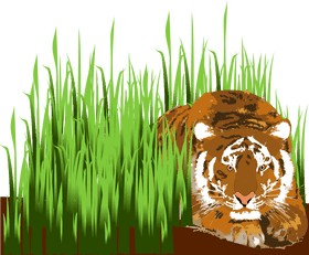 Graceful Tiger Hidden in Tall Grass PNG