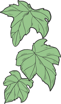 Elegant Ivy Leaf Cluster Design PNG