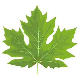 Vibrant Green Maple Leaf Design PNG