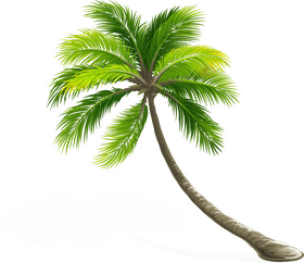 Swaying Tropical Palm Tree of Serenity PNG