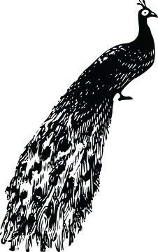 Elegant Peacock in Majestic Display PNG