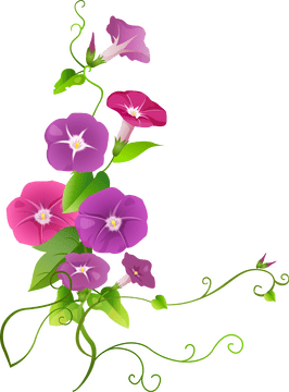 Colorful Morning Glory Flower Arrangement PNG