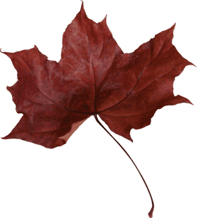 Crimson Autumn Leaf Elegance PNG