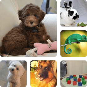 Essential Pet Stuff for Every Animal Lover PNG