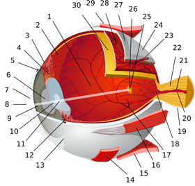 Anatomy of the Eye A Comprehensive Overview PNG