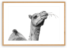 Digital Nomad Journey Through Desert Landscapes PNG