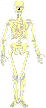 Anatomy of the Human Bone Structure PNG